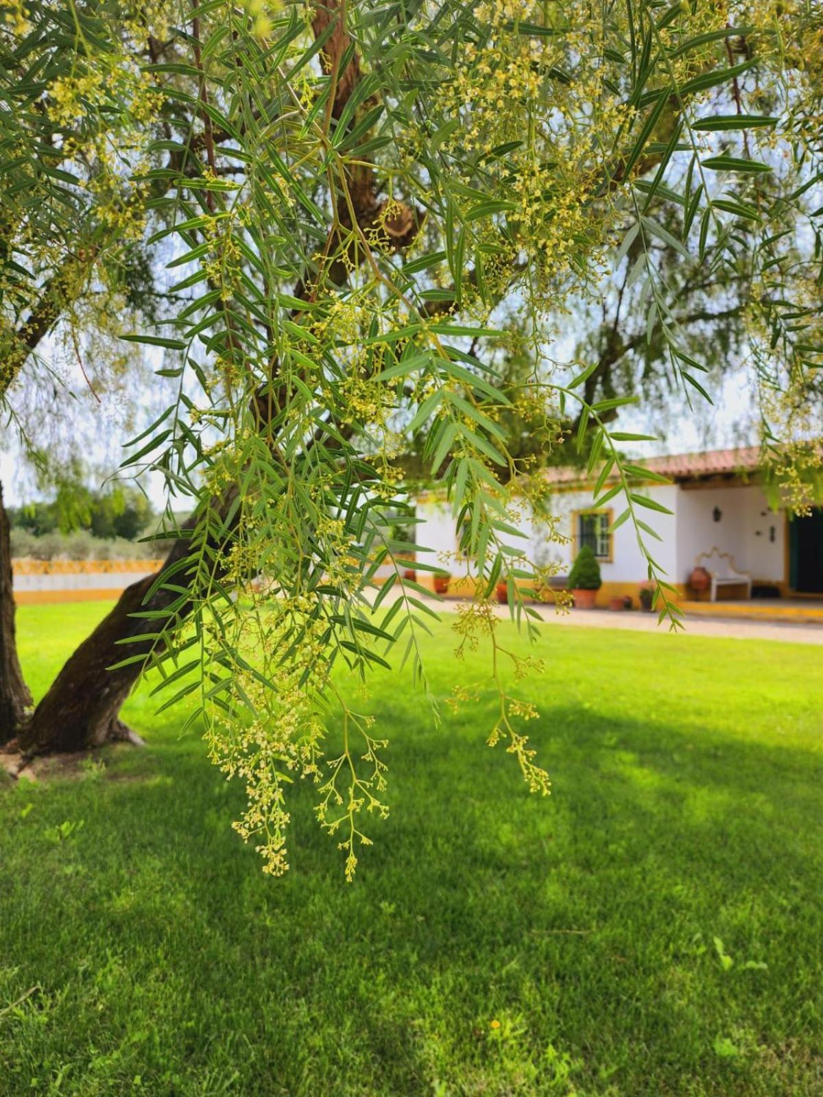 Montinho Do Palanque Βίλα Viana do Alentejo Εξωτερικό φωτογραφία