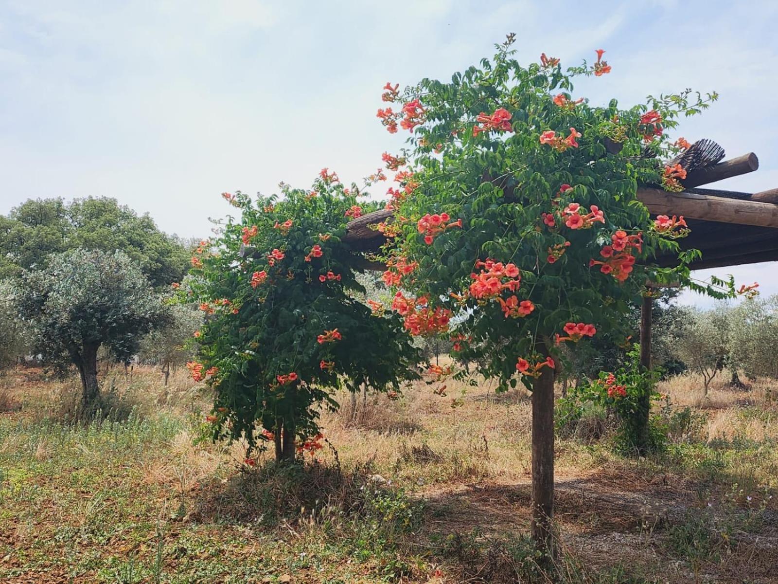 Montinho Do Palanque Βίλα Viana do Alentejo Εξωτερικό φωτογραφία